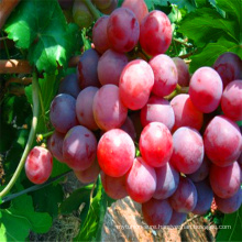 grape seed extract 7kg 8kg packing red globe grapes